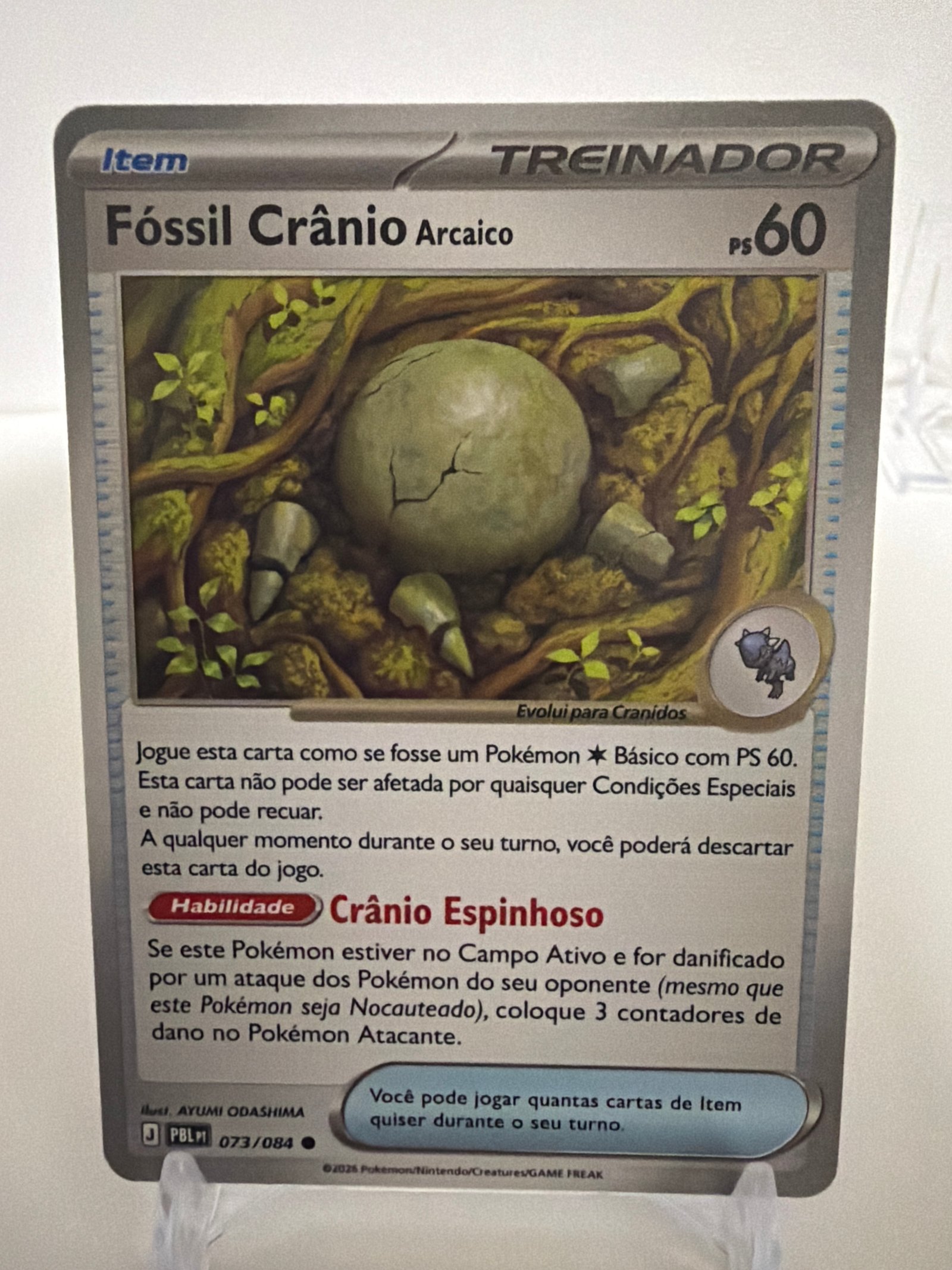Fóssil crânio 073/84 comum